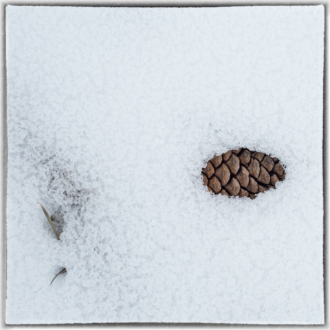 wild altars, pine cone in snow, north woods Minnesota