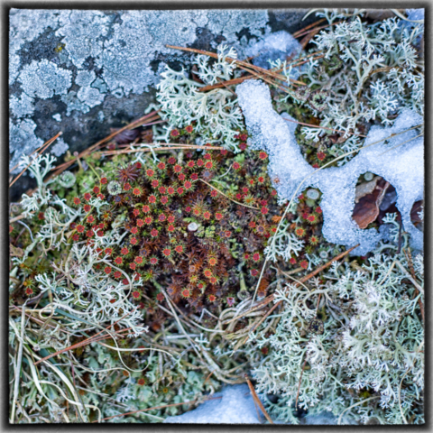 Wild Altars, tiny early flowers, lichen, north woods Minnesota