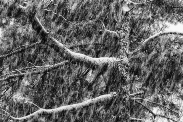 north woods, spring snowstorm, liminal landscapes