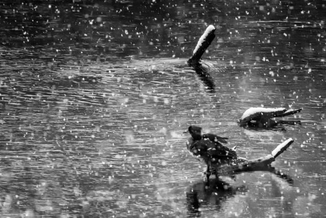 spring snowstorm, north woods Minnesota, liminal landscapes