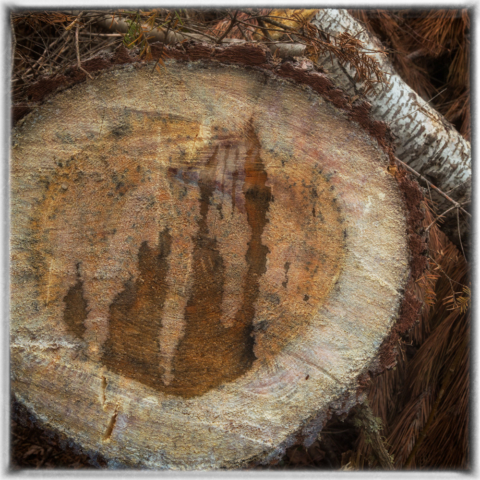 patterns, north woods Minnesota, wild altars