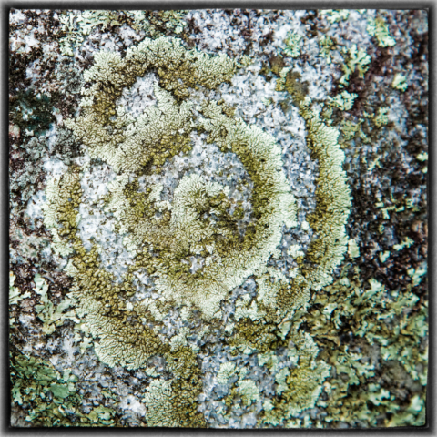 Concentric ring lichen, wild altars, north woods Minnesota