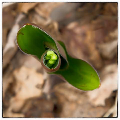 spring, north woods Minnesota, wild altars