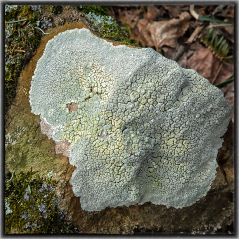 lichen, rock, wild altars, north woods Minnesota