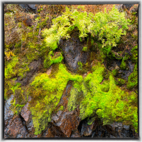 moss, wild altars, north woods Minnesota