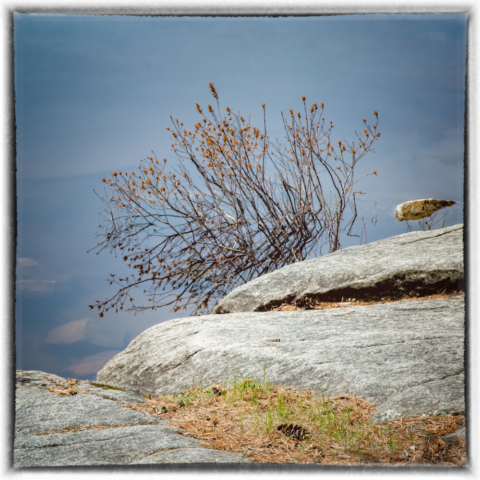 bush, rocks, water, wild altars, north woods minnesota