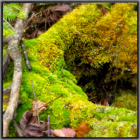 moss, woods, wild altars, north woods Minnesota