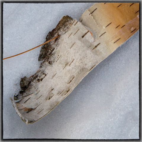 birch bark, pine needle, snow, wild altars, north woods Minnesota