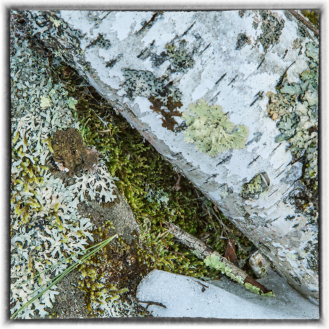 lichen, birch, wild altars, north woods Minnesota