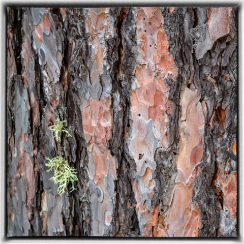 lichen, red pine, wild altars, north woods Minnesota