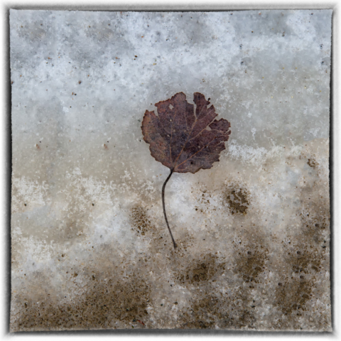 fallen leaf, muddy snow, wild altars, north woods Minnesota