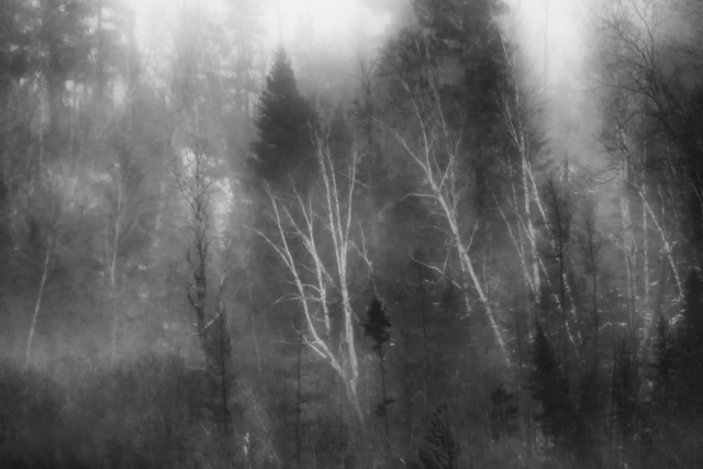 ghost trees, north woods Minnesota, liminal landscapes