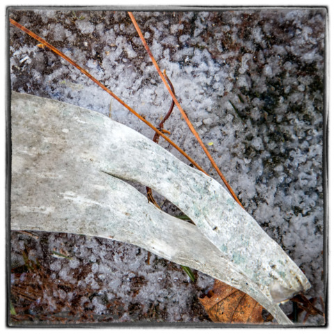 birch bark, pine needles, wild altars, north woods Minnesota