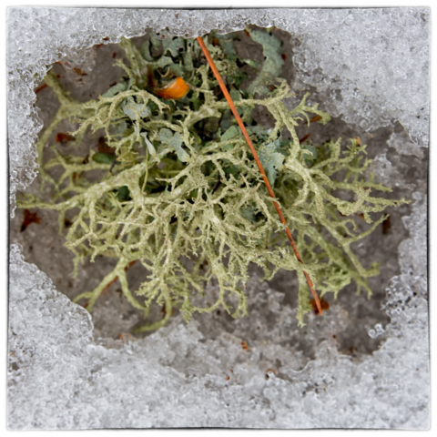 reindeer lichen, snow, wild altars, north woods Minnesota