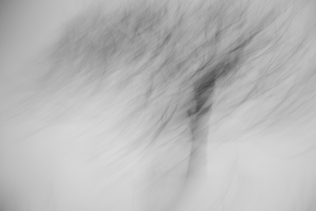 tree impressions, liminal landscapes