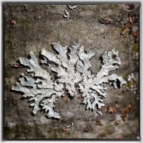 lichen, wild altars, north woods Minnesota