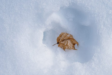 Single leaf in the snow