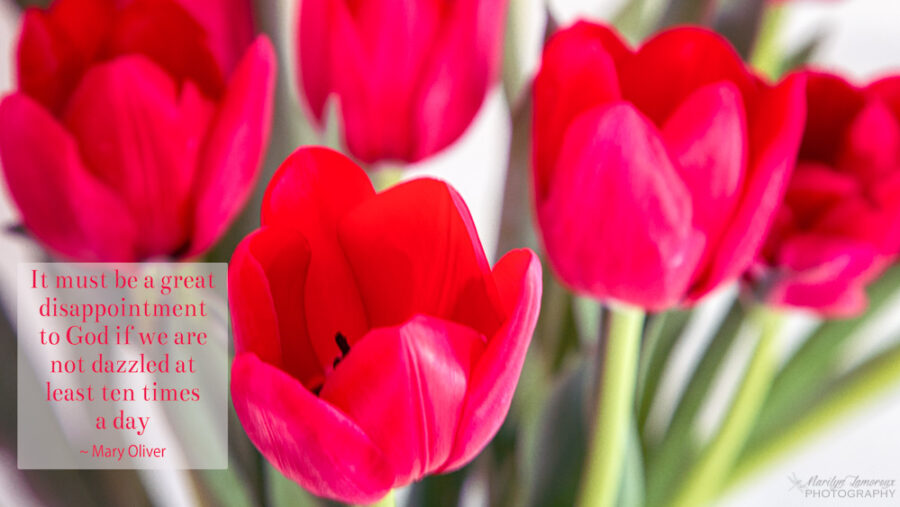 Red Tulips 1 Desktop Download